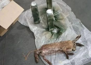 Взрывчатку в тушах животных начали маскировать ВСУ в Херсонской области