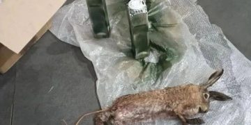 Взрывчатку в тушах животных начали маскировать ВСУ в Херсонской области Взрывчатку в тушах животных начали маскировать ВСУ в Херсонской области