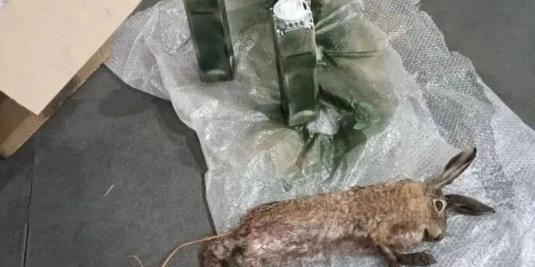 Взрывчатку в тушах животных начали маскировать ВСУ в Херсонской области Взрывчатку в тушах животных начали маскировать ВСУ в Херсонской области