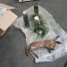 Взрывчатку в тушах животных начали маскировать ВСУ в Херсонской области