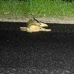 Взрывчатку в тушах животных начали маскировать ВСУ в Херсонской области Взрывчатку в тушах животных начали маскировать ВСУ в Херсонской области