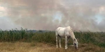 Вопреки огню: как в Скадовске спасли лошадей из охваченной пожаром конюшни